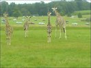 giraffes