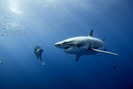 oceans_movie_image_disneynature_2010__1_