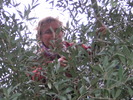 olive picking, climbing in the trees