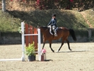 Horse Show104