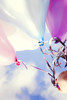 photography,colorful,balloons,childhood,clouds,freedom-6f536b41087d9d9bab7e1f010c5a7466_h