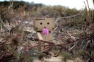 6-cute-funny-danbo-cardboard-box-art-with-flower