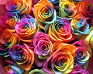 Very colours rosses