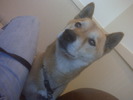 In Memory of my dog... Kopper Todd Rodeheaver. Died December 9, 2009! Was thee most amazing dog ever