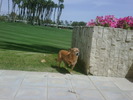 Tinkerbell getting her tan on by the golf course