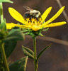 bee flower-17