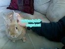 my bunny 4