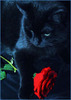 Red Rose and Black Cat