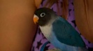 my bird