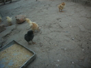 chickens