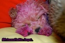 `Purplee Puppyy (7)