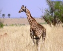 giraffe_1