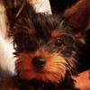 Newest addition to @realoliviaholt and the Holt family. It\'s a yorkie #cute #adorable