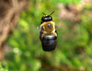 bee in flight-25