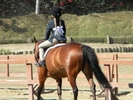 Horse Show35