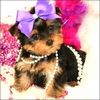 adorable_tiny_yorkie_puppy_15500191 - Copy