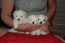 pic125272_caine_Bichon_maltez