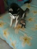 My ferret and my dog! Playing haha