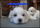 nuhh said. my puppy\'s are cuttest things in the world