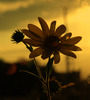 flower sunset-19