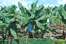 Banana plantation, 01/06/11