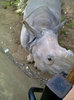 Rhinoo !!
