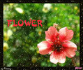 *_* FloWersSs *_*