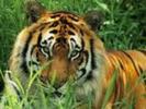 Tiger Sweet