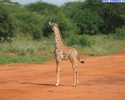 giraffe_15