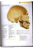 atlas-de-anatomie-20-638