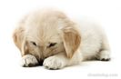 Golden-Retriever-Puppy-6