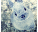 little_bunny_by_jennytangen-d33py35_large_thumb