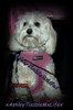 My Puppy <3 HSM =)