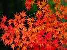 autumn-nature-wallpaper-30