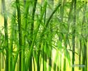 bamboo_1280x1024