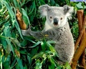 koala_5