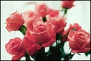 Red - Roses